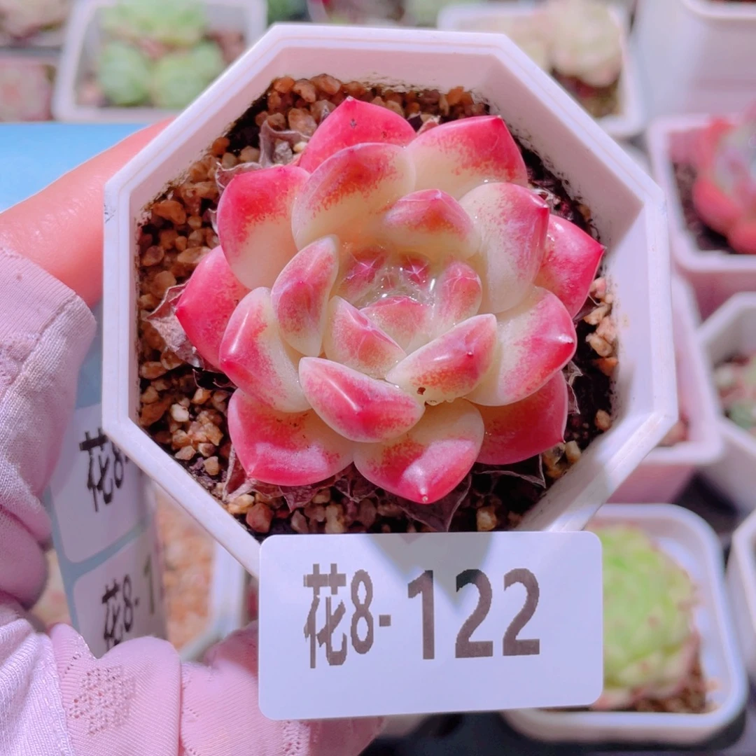 花利美8-122秘境冰魄