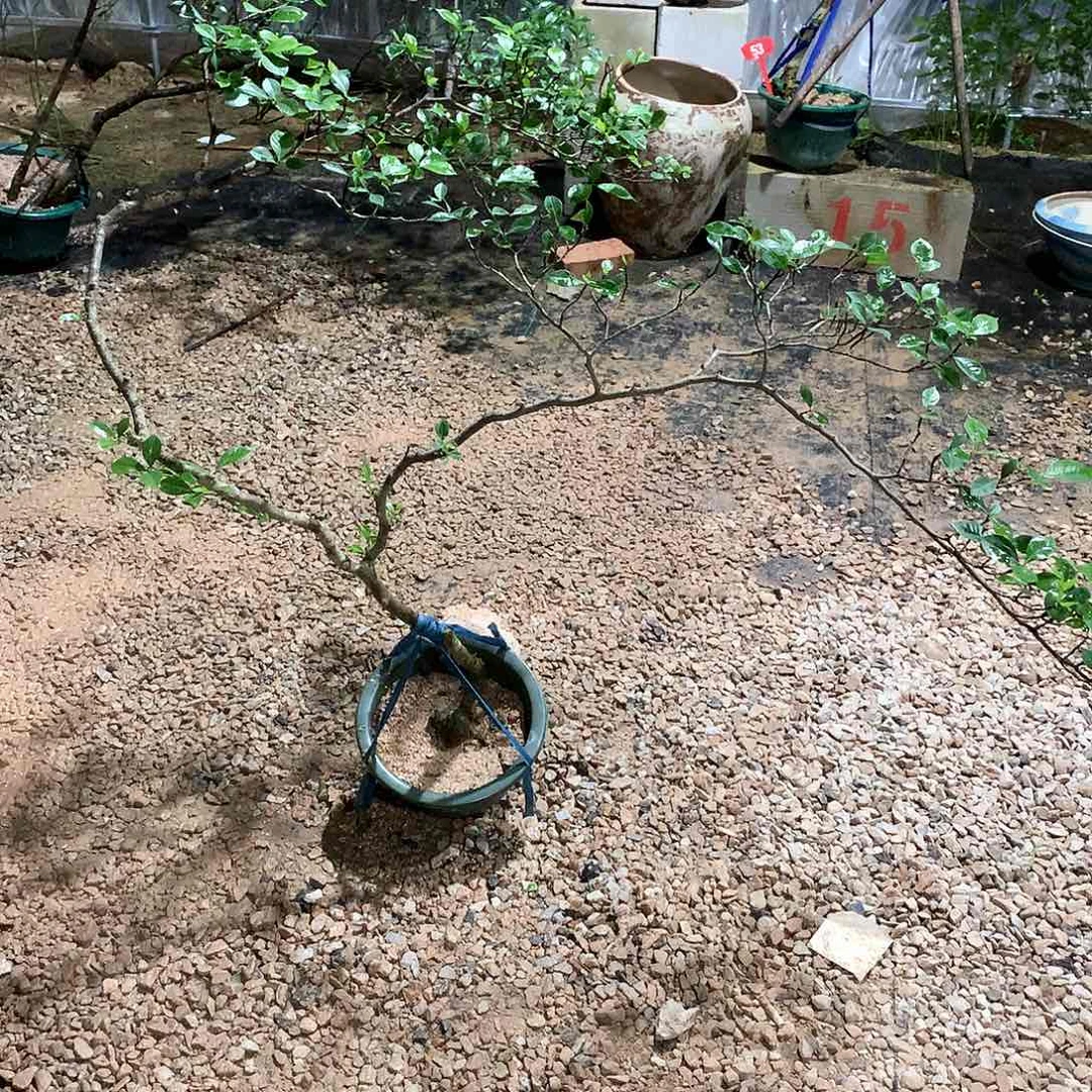 当前无花栽培后可以开花如**修2