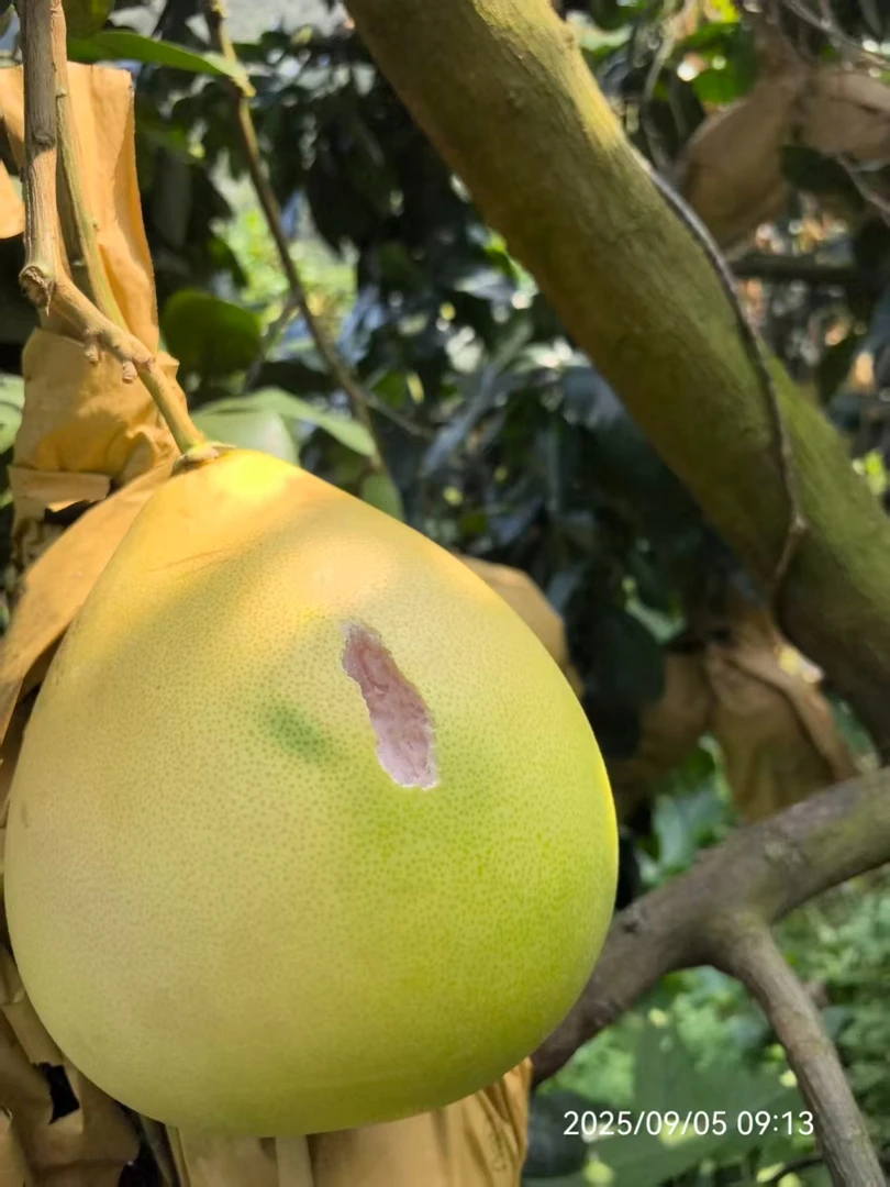 平和琯溪蜜柚三红柚子当季新鲜