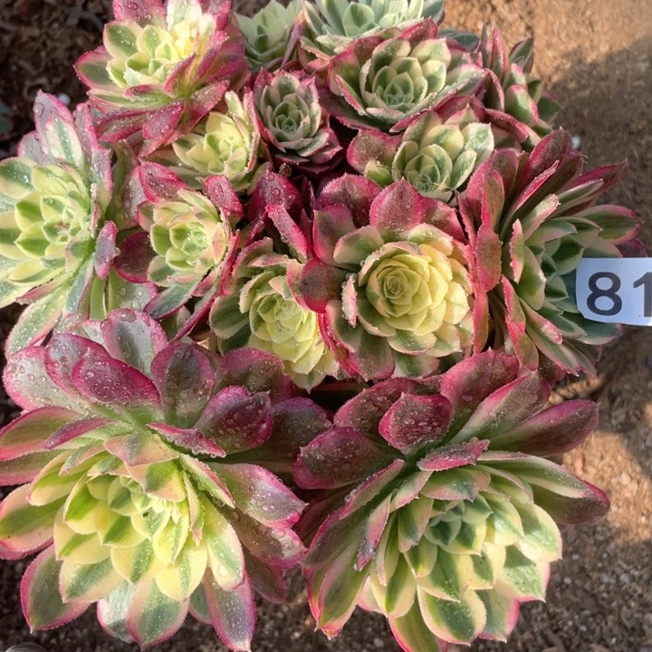 812多肉植物玉姿