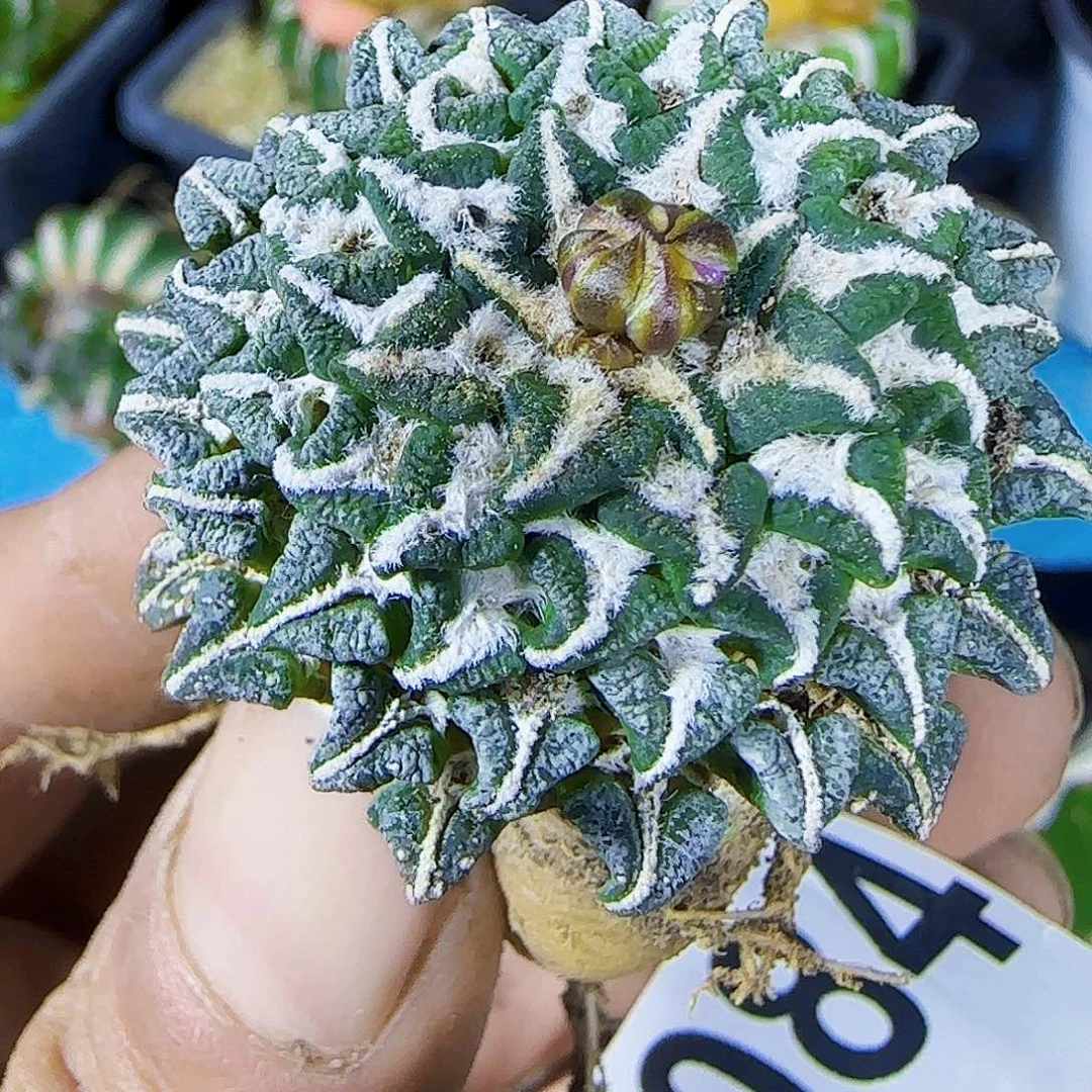 黑牡丹084萝卜根的