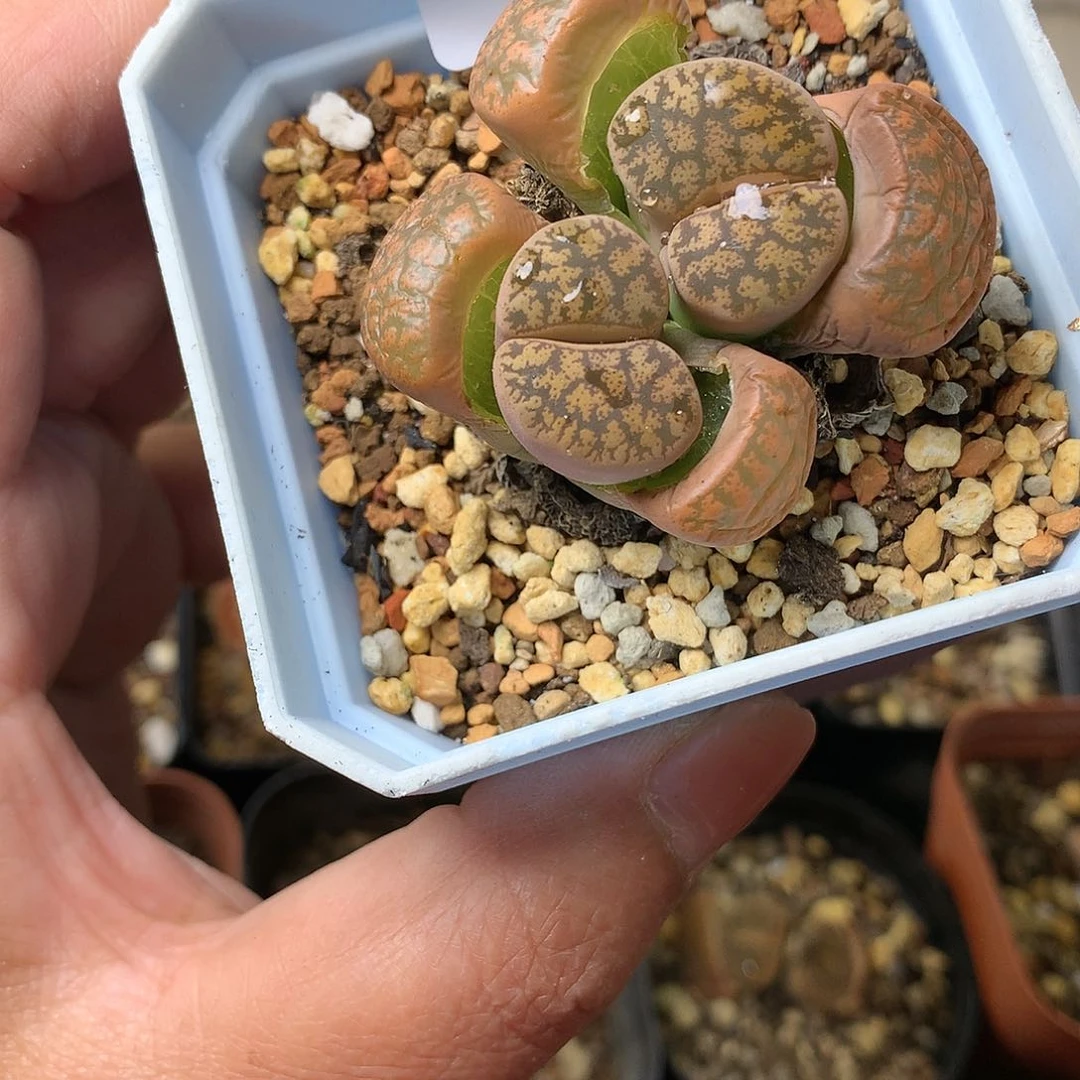 X250多肉植物保护研究所