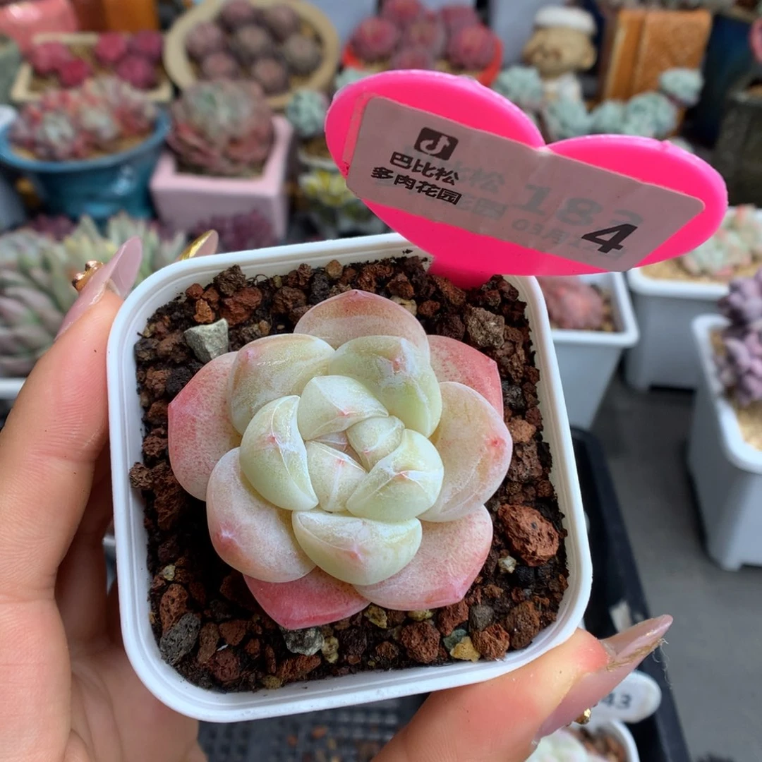 *️****4抽奖多肉植物