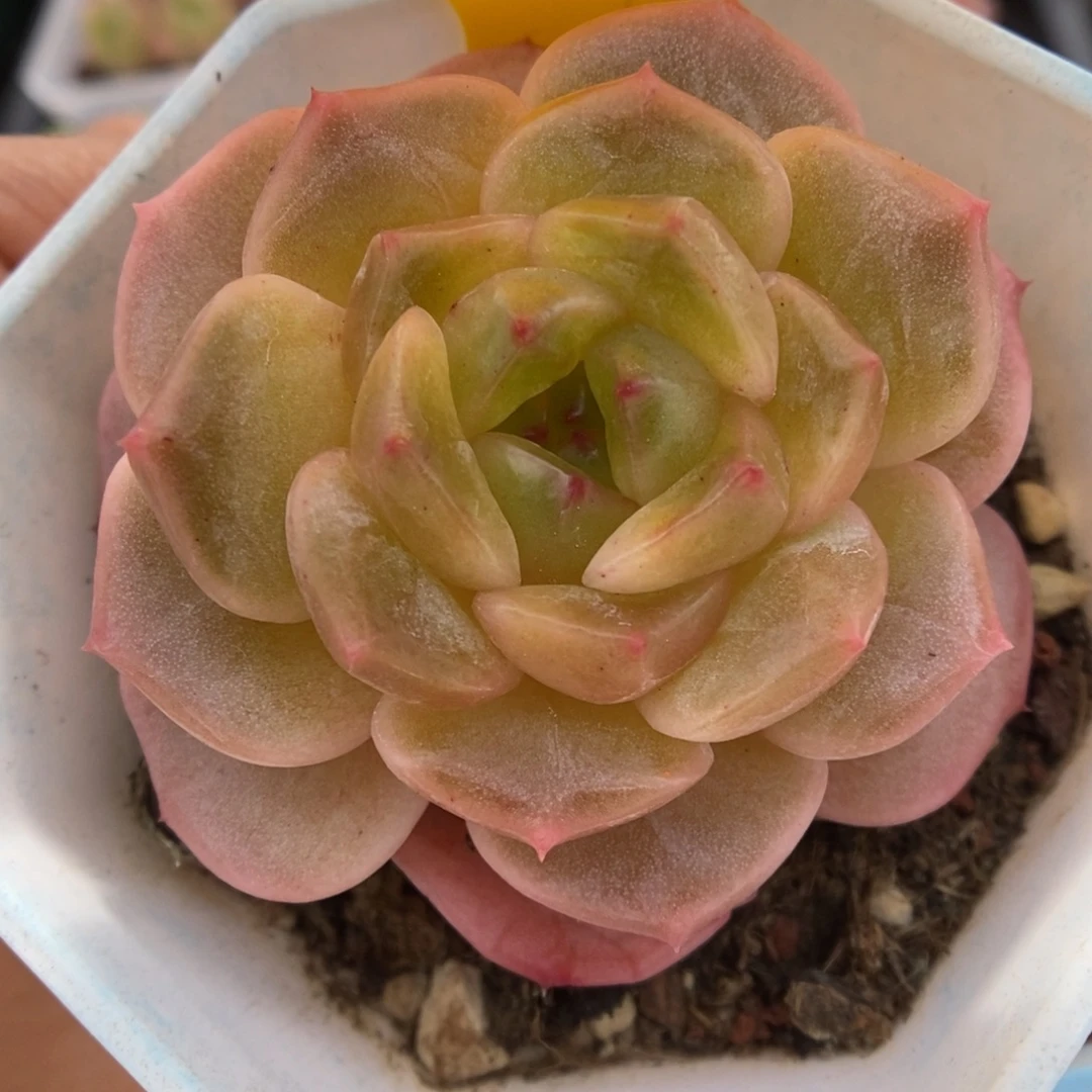 油透珍妮可拍691号