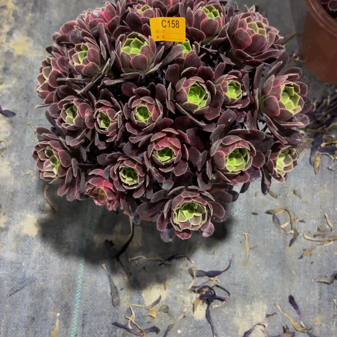 无花朵花****发158大土球发货金丝雀法师