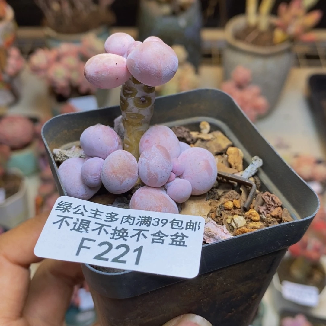 221橙奶多肉肉3c m