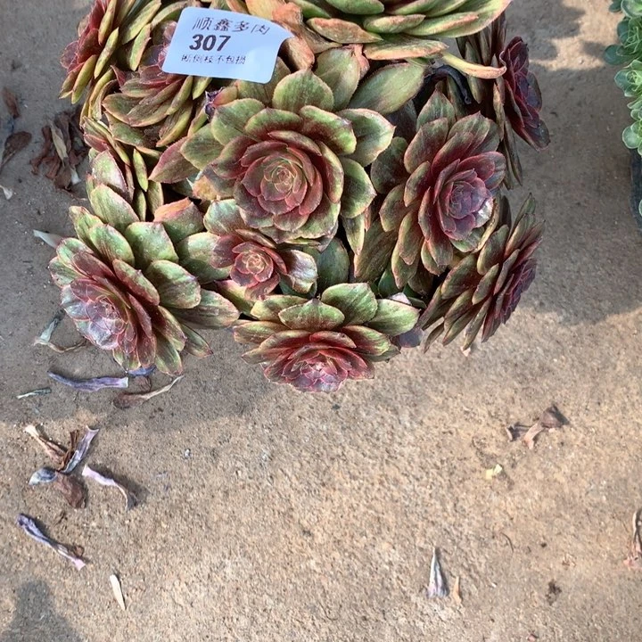 307万圣节红拉丝多肉植物