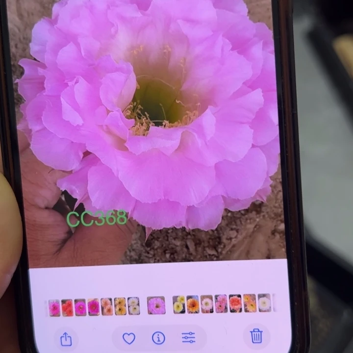 无花朵无根侧芽歪cc368