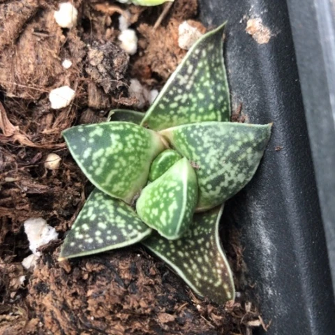 龙虎霸旋转蜗牛蜗牛
