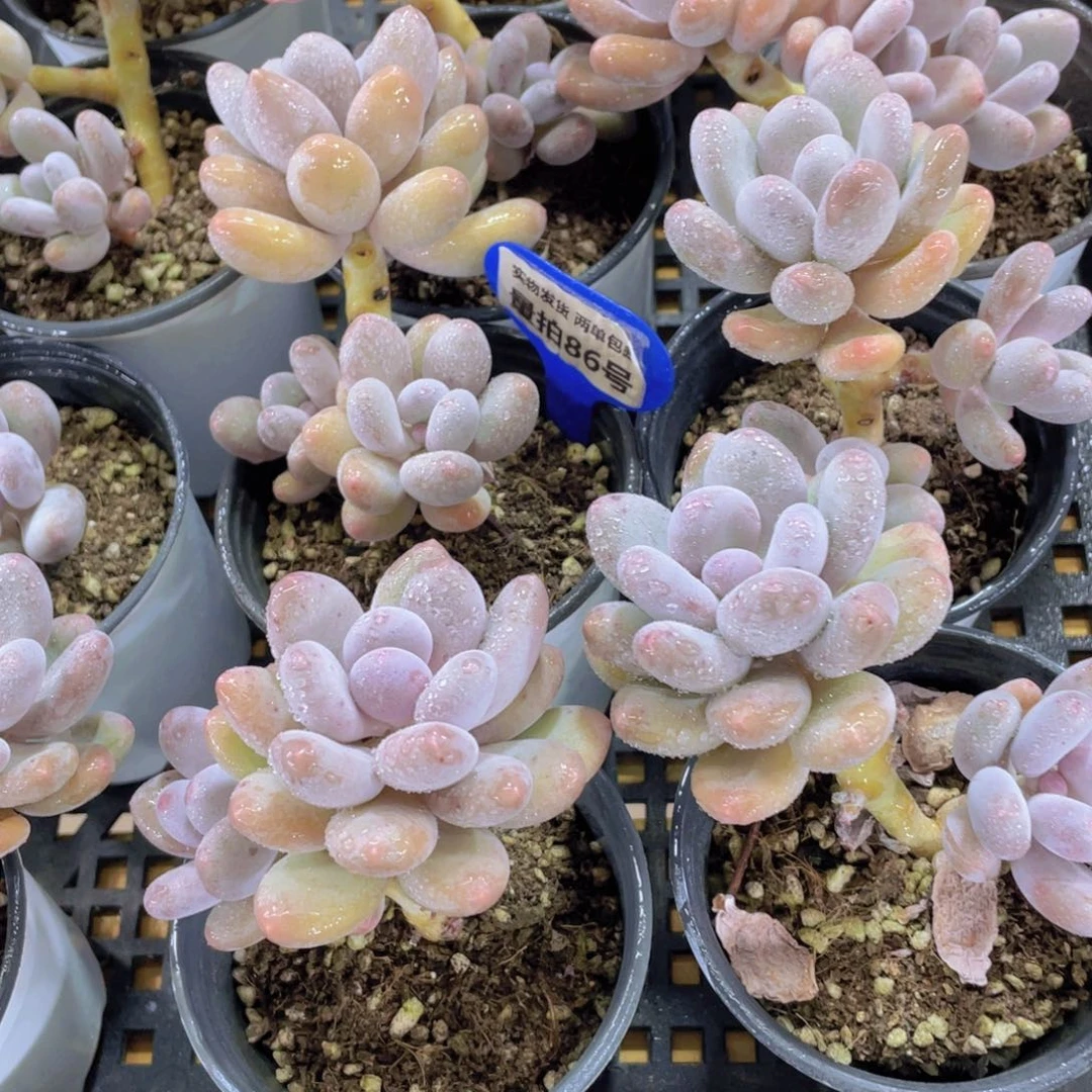 量拍86号 飘枝蛋黄奶酪一颗