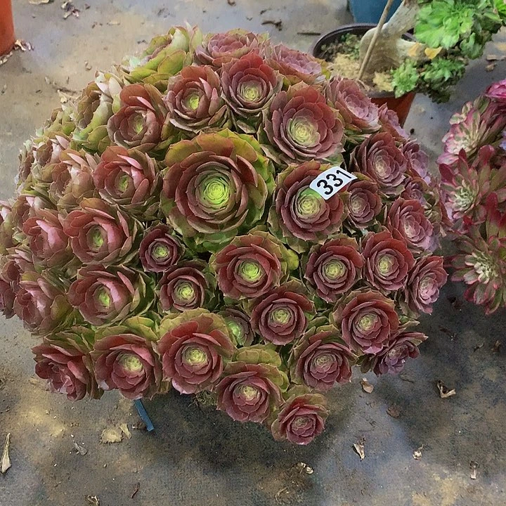 荣*多肉万圣节3310000