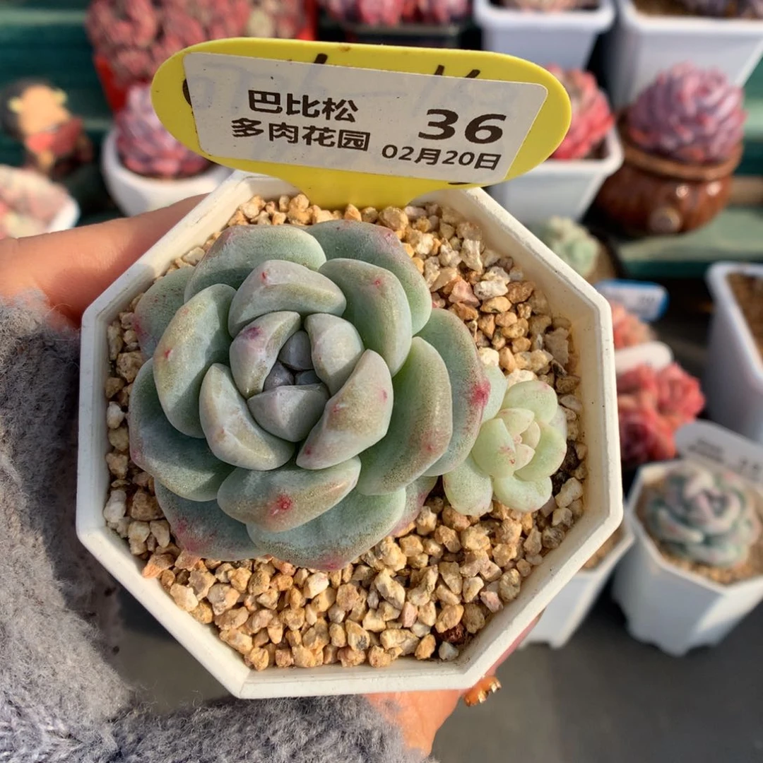 36两个分开的冰玉石化