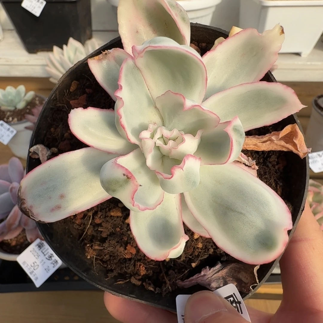 伯克利锦111126-47