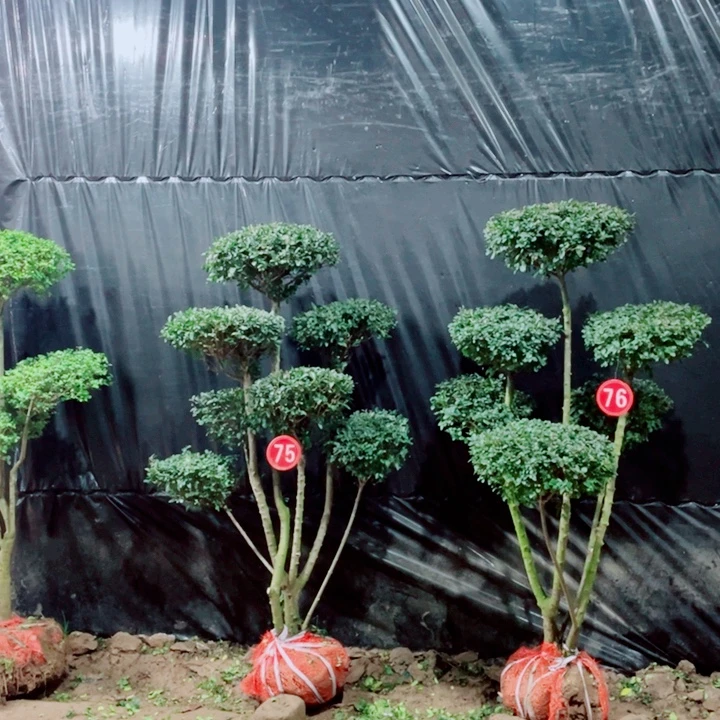 无花朵一物一拍一个一个