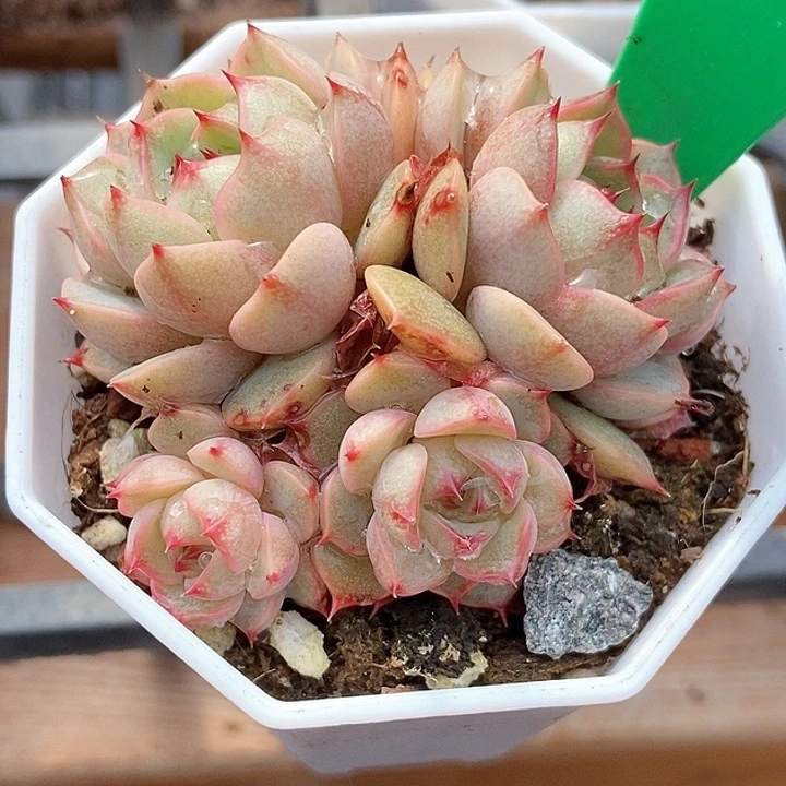 多肉植物笨吧941
