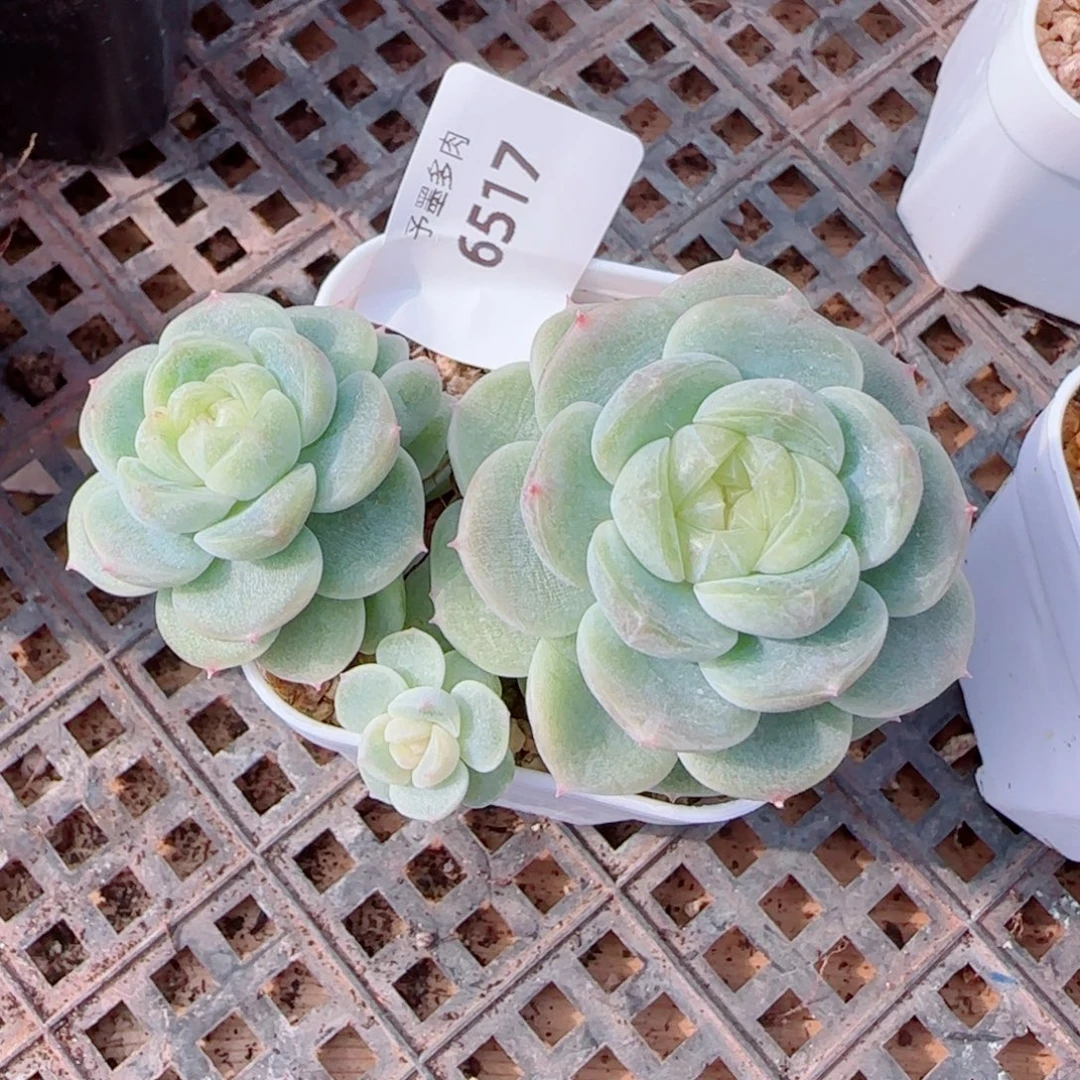 ****財财富200，6517多肉植物