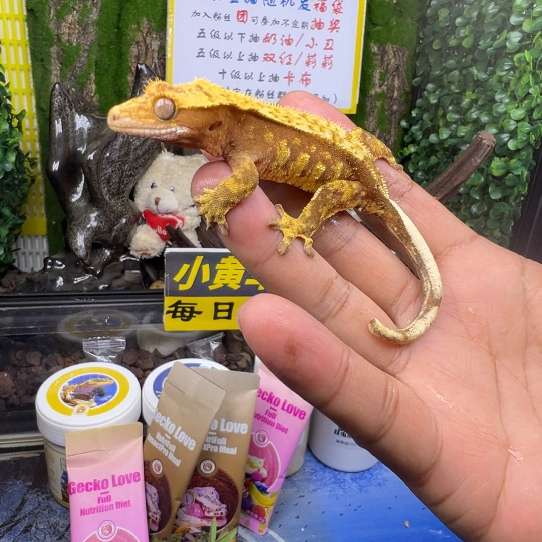 睫角守宫红底奶油