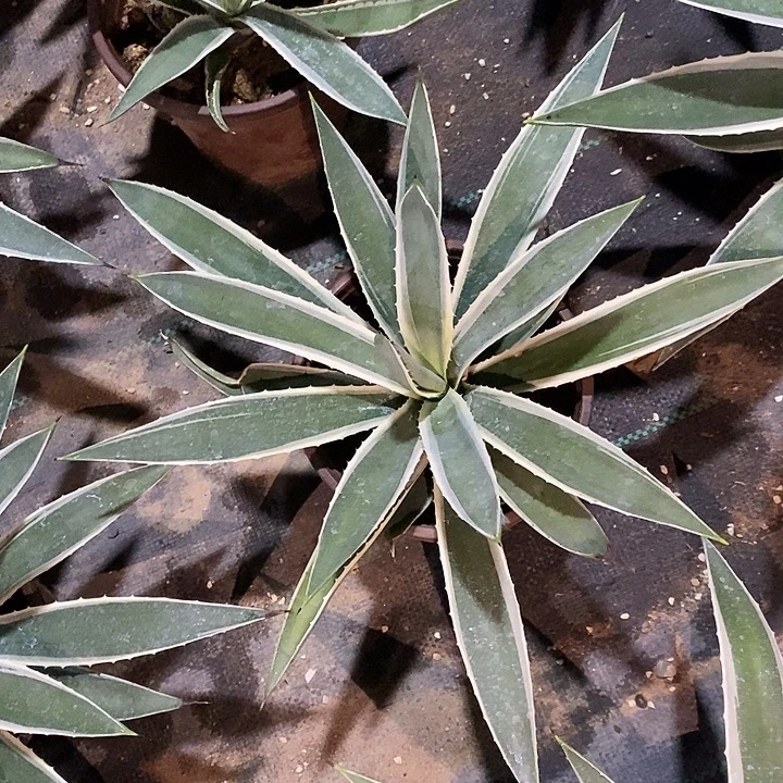 潮流植物银银边大颗