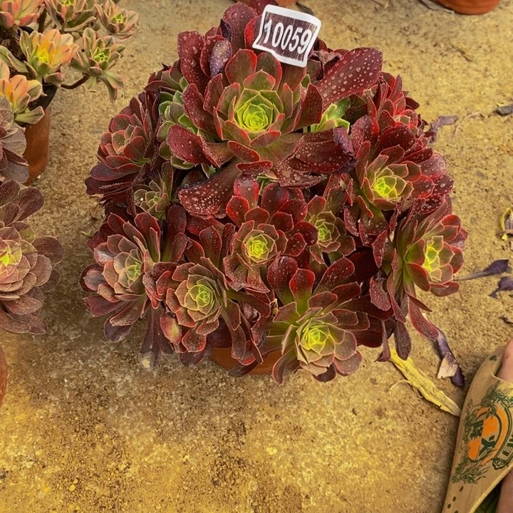 10059号安娜玫瑰法师