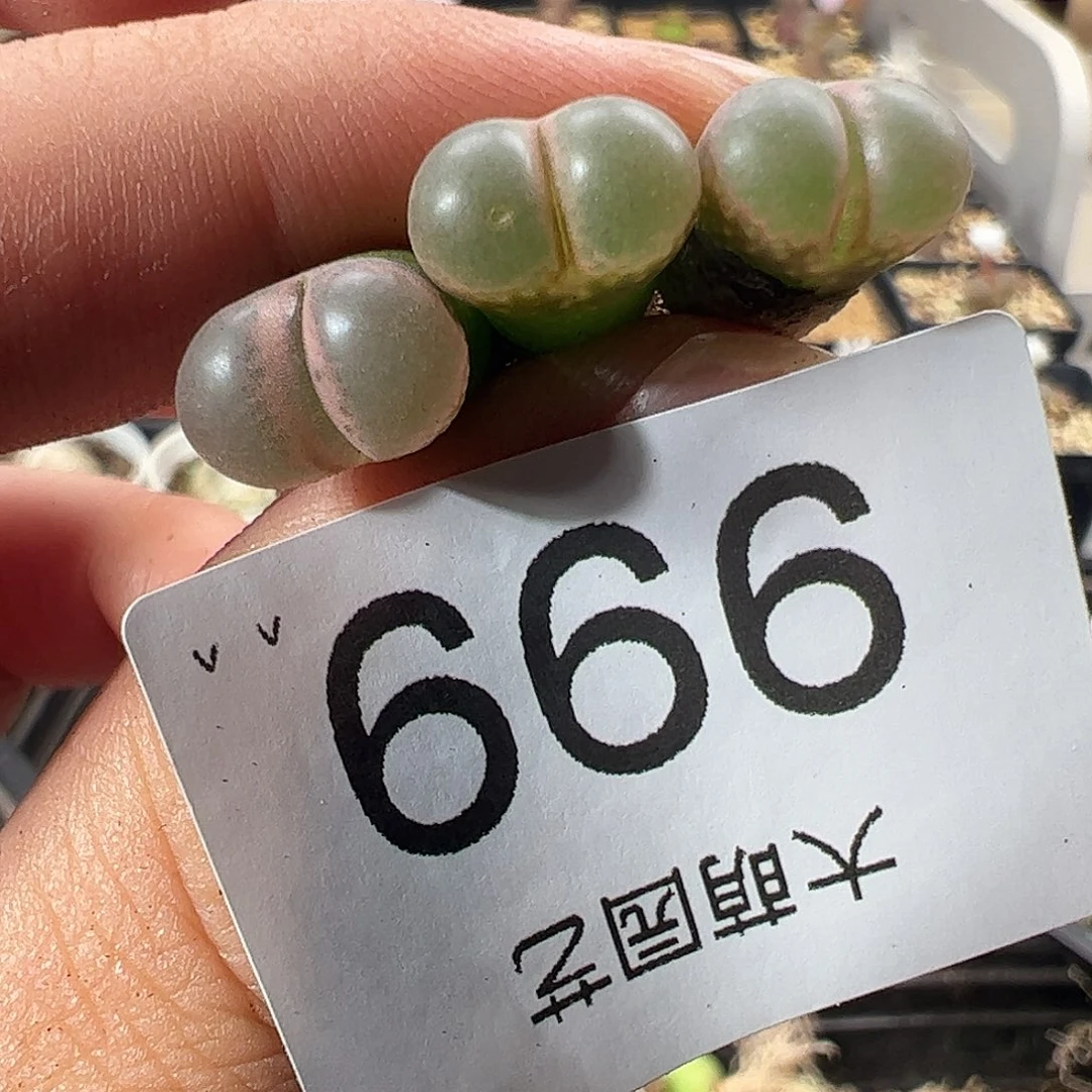 一物一拍。 黑眼豆豆999
