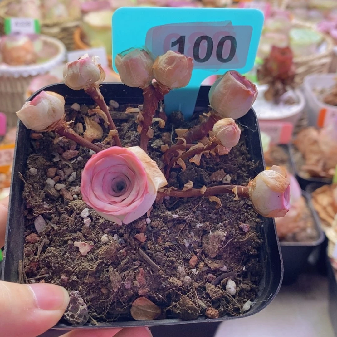 山地玫瑰一物一拍100