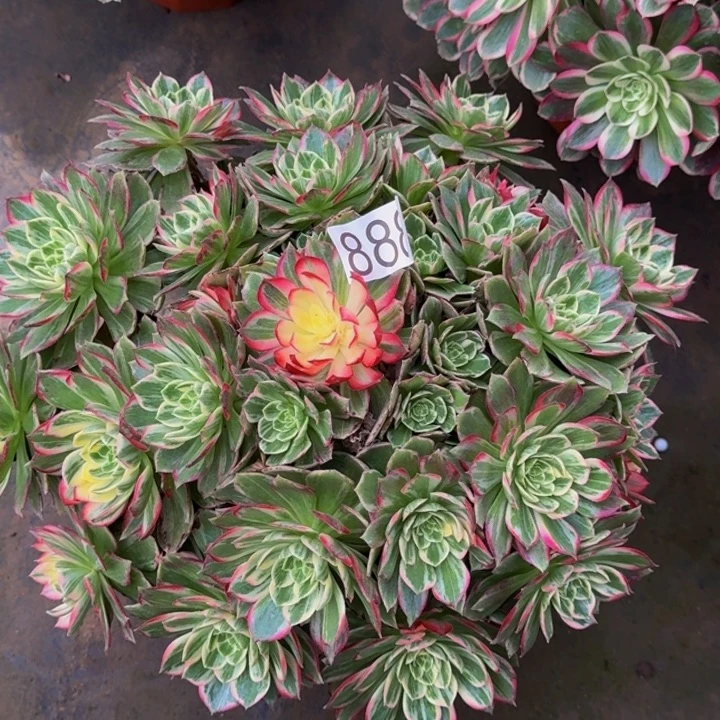 00000000888万花筒福利价