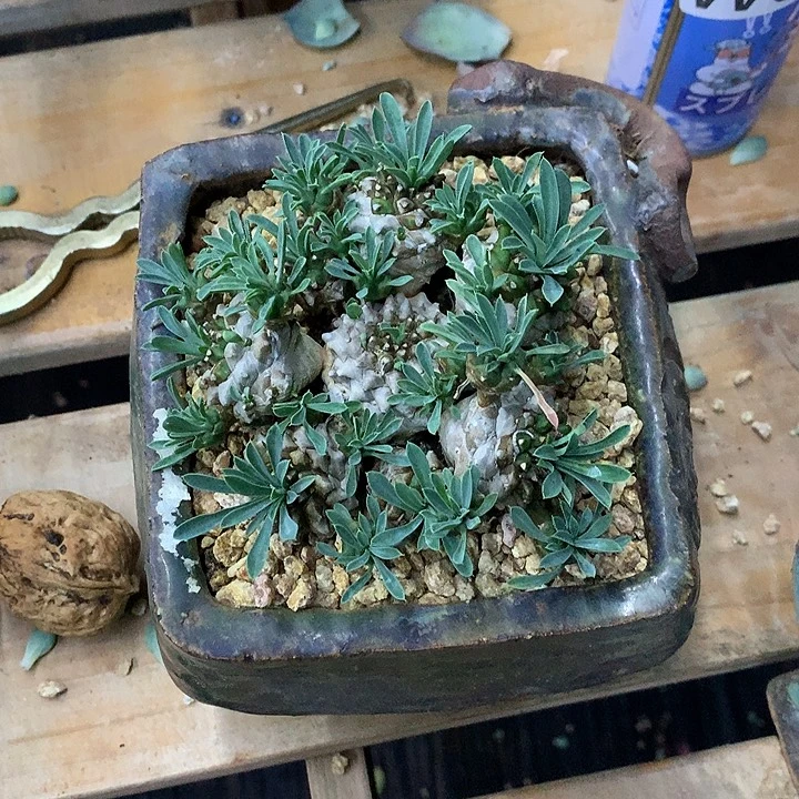小菠萝群 璐璐多肉