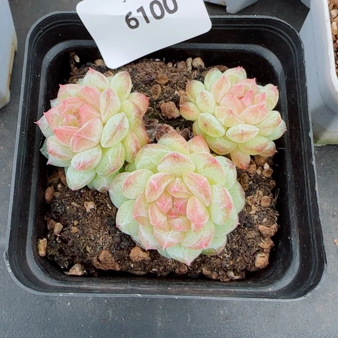 寒江雪，6100多肉植物