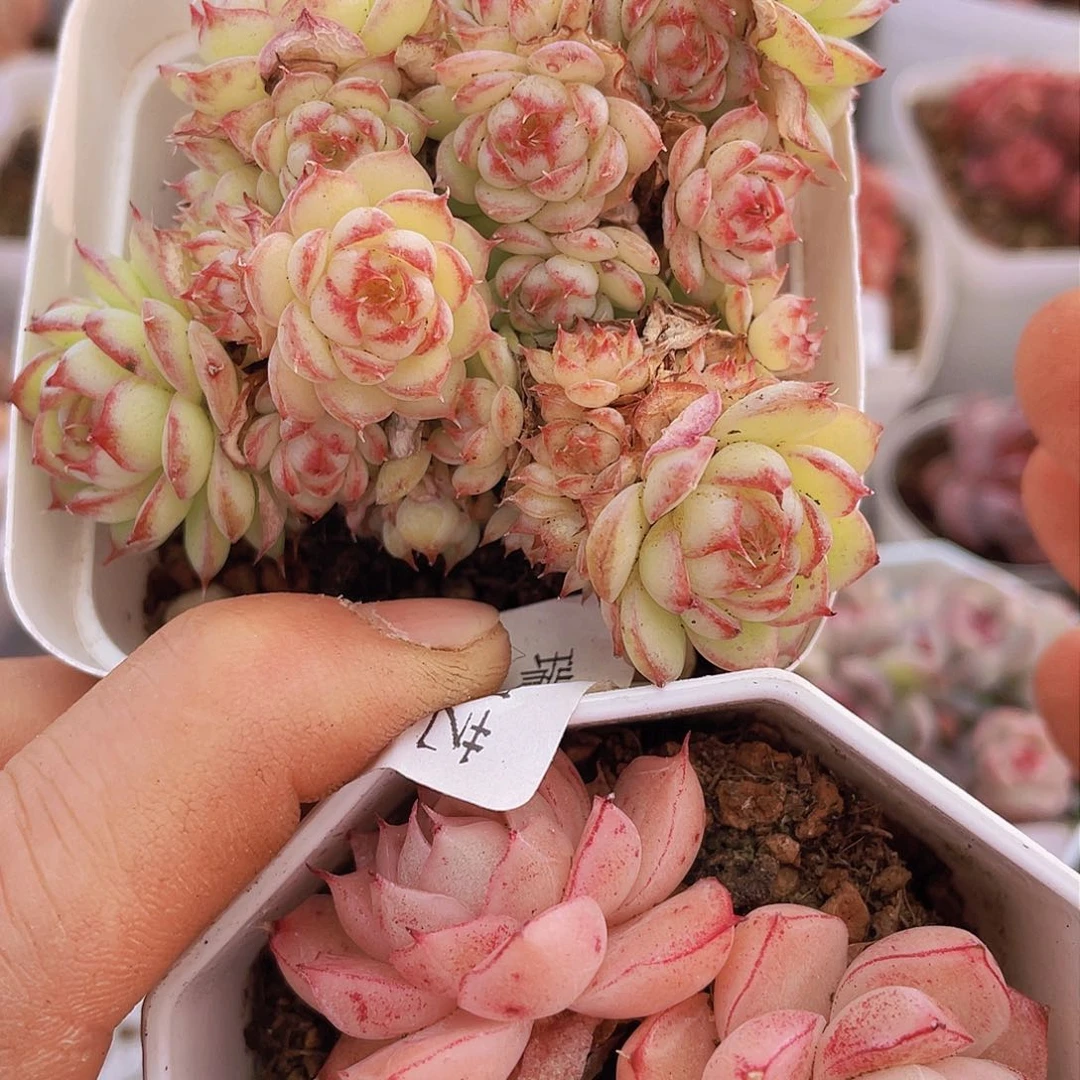 000000000000002量拍