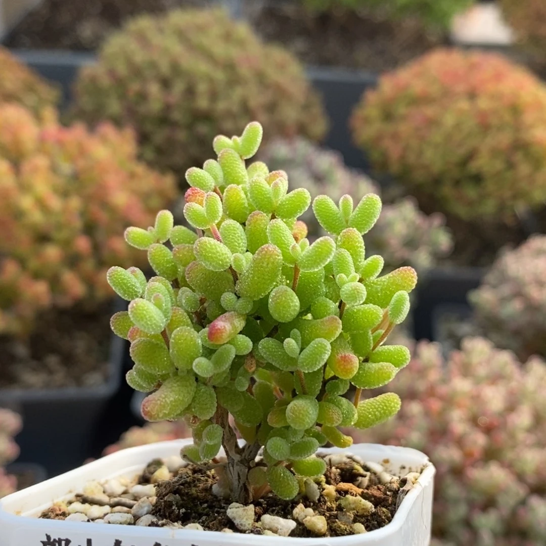 沐*づ金橘糖球6038枝干番杏