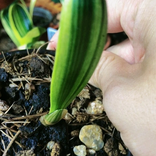 【闪购商品】完全开放用****1