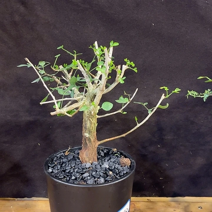 汤圆植物园叶芳香橄榄