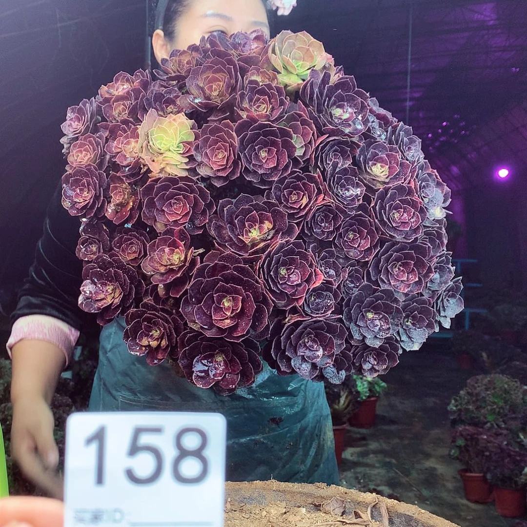 柒柒精品多肉脱土发货不包断侧枝158