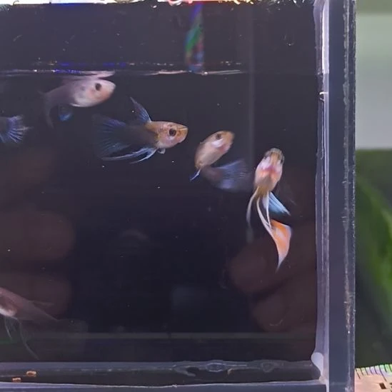 孔雀鱼品系孔雀鱼，自家繁育，一组一拍