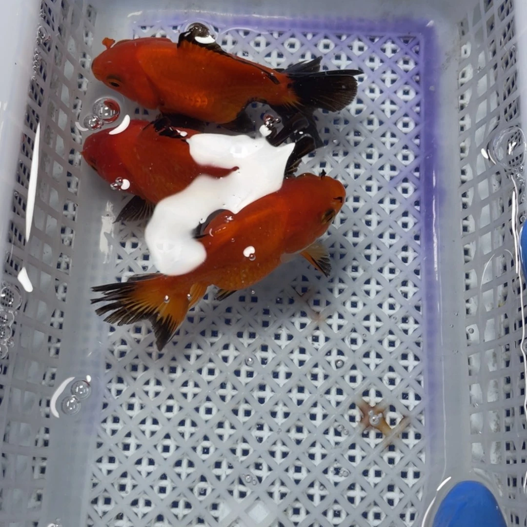 海水鱼花泰狮金鱼65