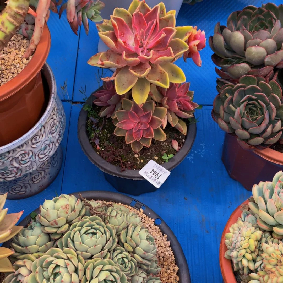 用****11944紫气东来多肉