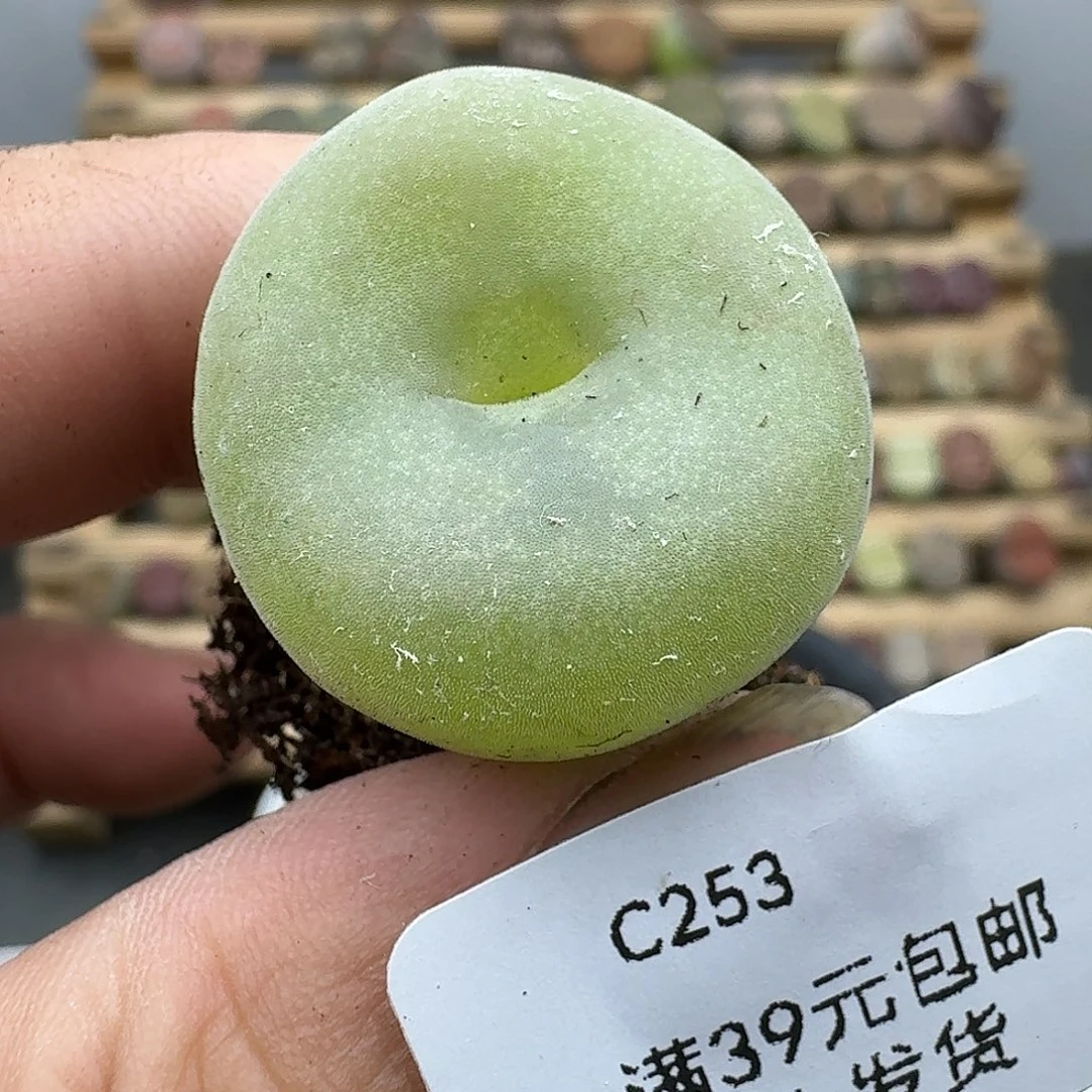 253多肉哈哈哈哈哈哈哈哈