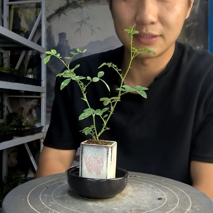 调*调中青园艺一物一拍263