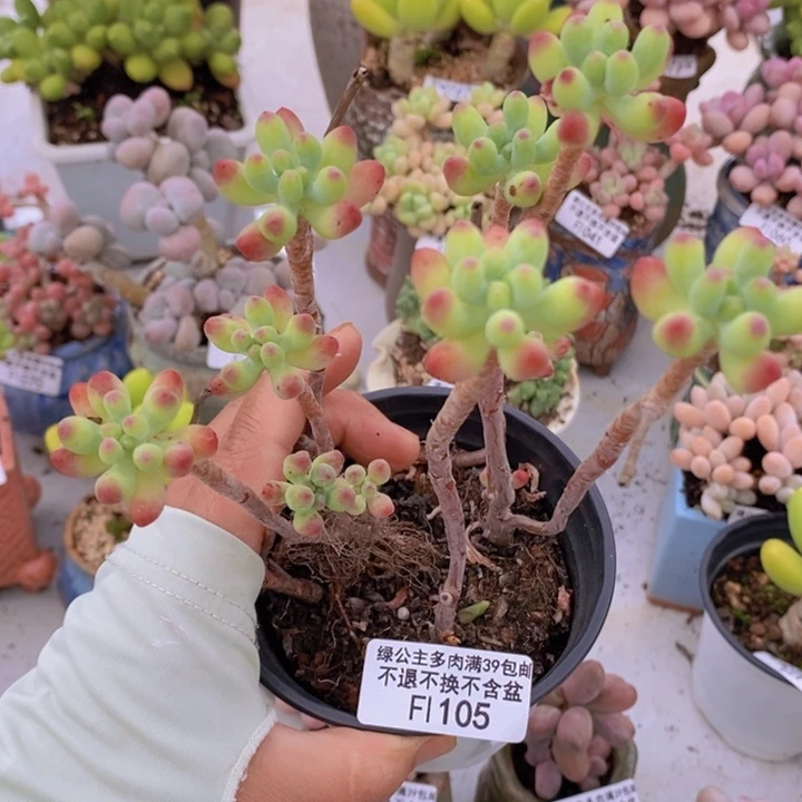 乙女心散拼105多肉植物