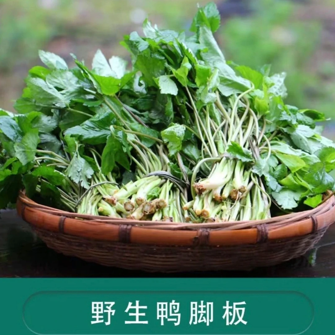 （鸭脚板）湘西农家现采新鲜野菜鸭板