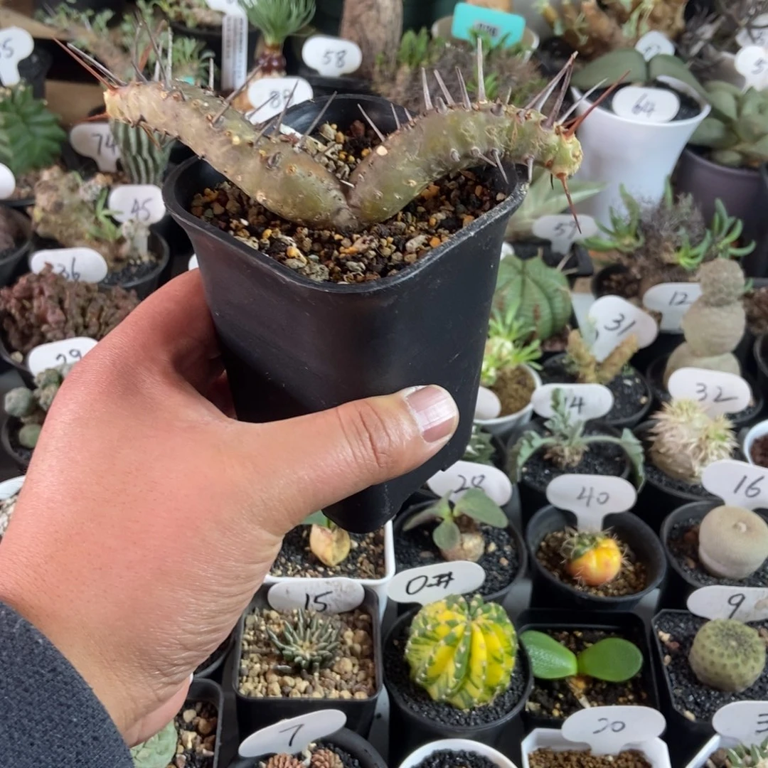 刺月界一个一物一拍