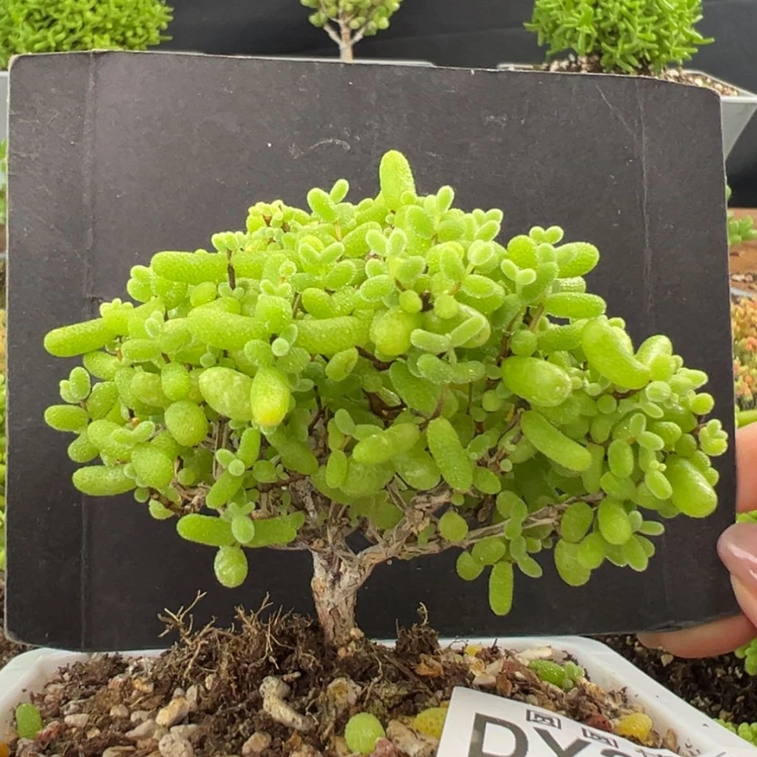 【闪购商品】开播炸 dy2686金桔糖球冠幅8cm