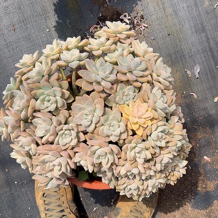 淡雪景缀128.88多肉植物