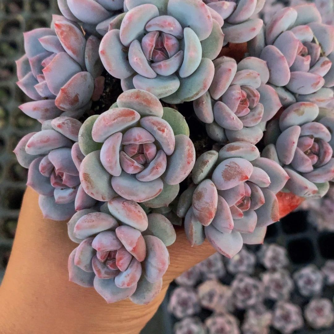 钻石星影小。（满9.99包邮不满9.99发叶子）