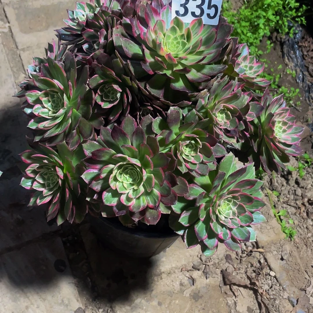 多肉法师335号万花筒发货不包损