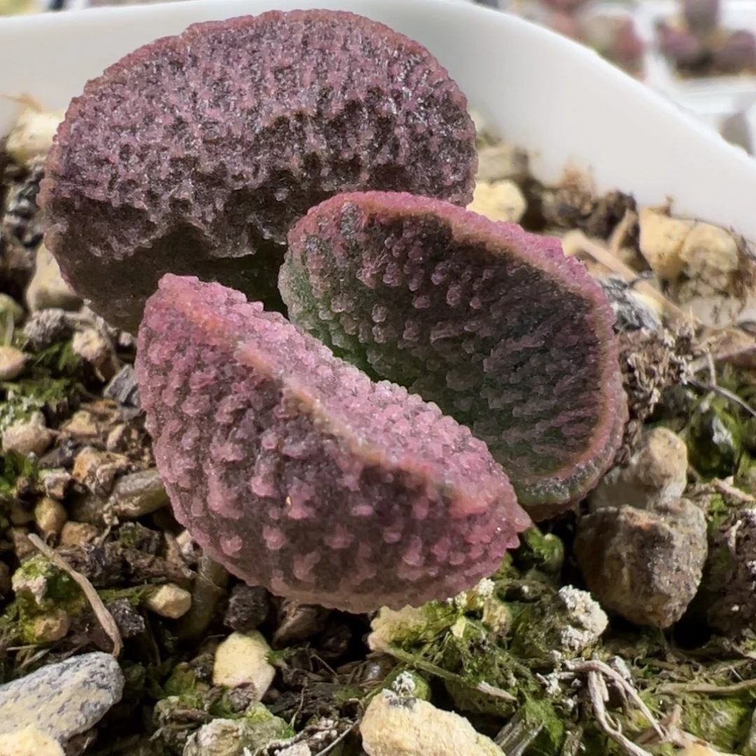 实生新品多肉植物水泡多肉植物