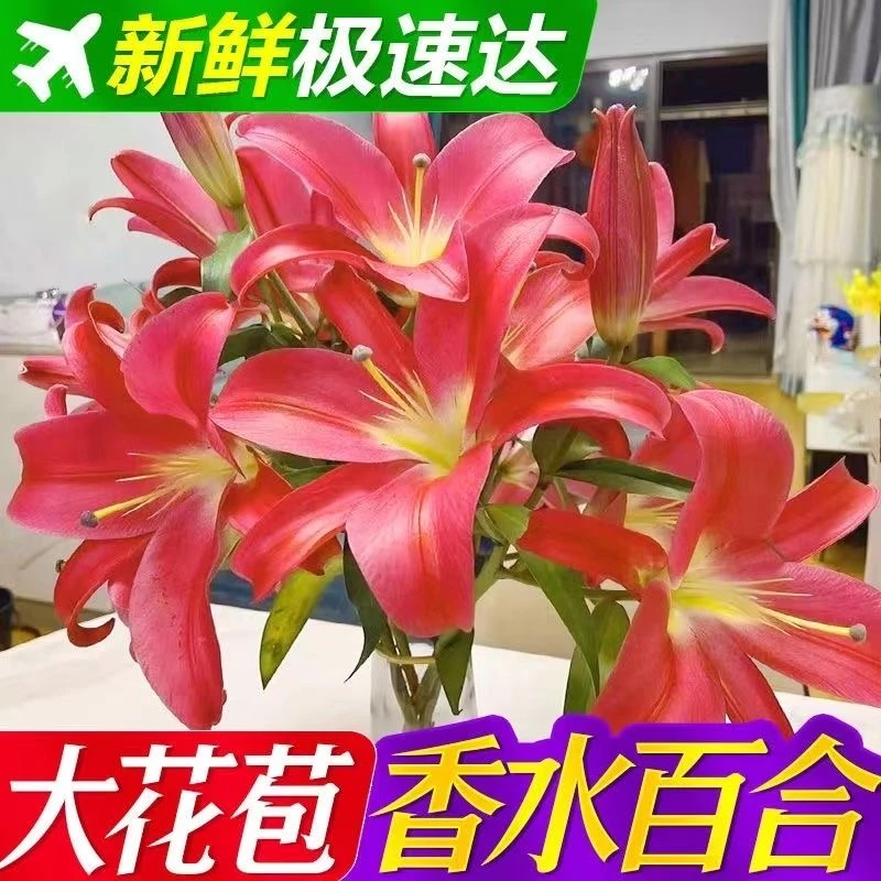 云南基地香水百合百合花鲜花束水养真花同城速递云南昆明鲜花花束