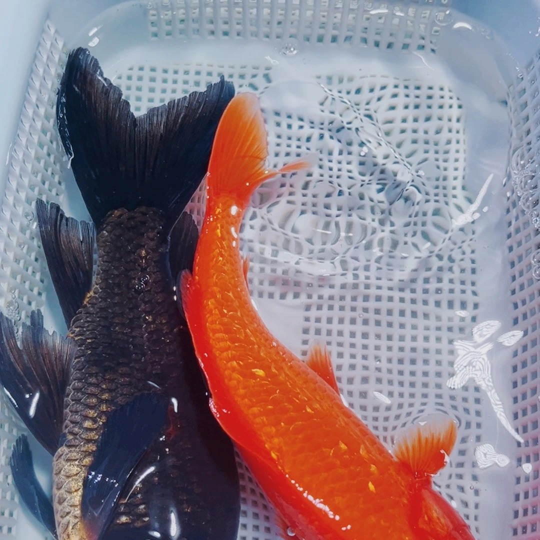 海水鱼锦鲤观赏鱼