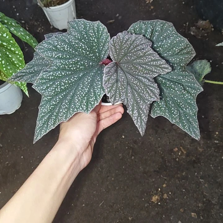粉红豹秋海棠一物一拍
