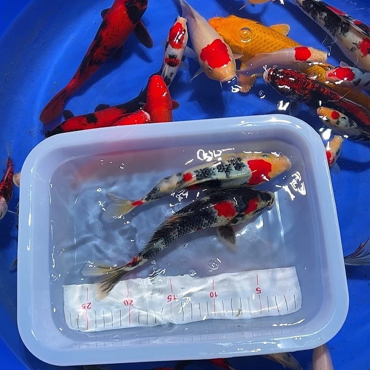 海水锦鲤的尾巴是什么